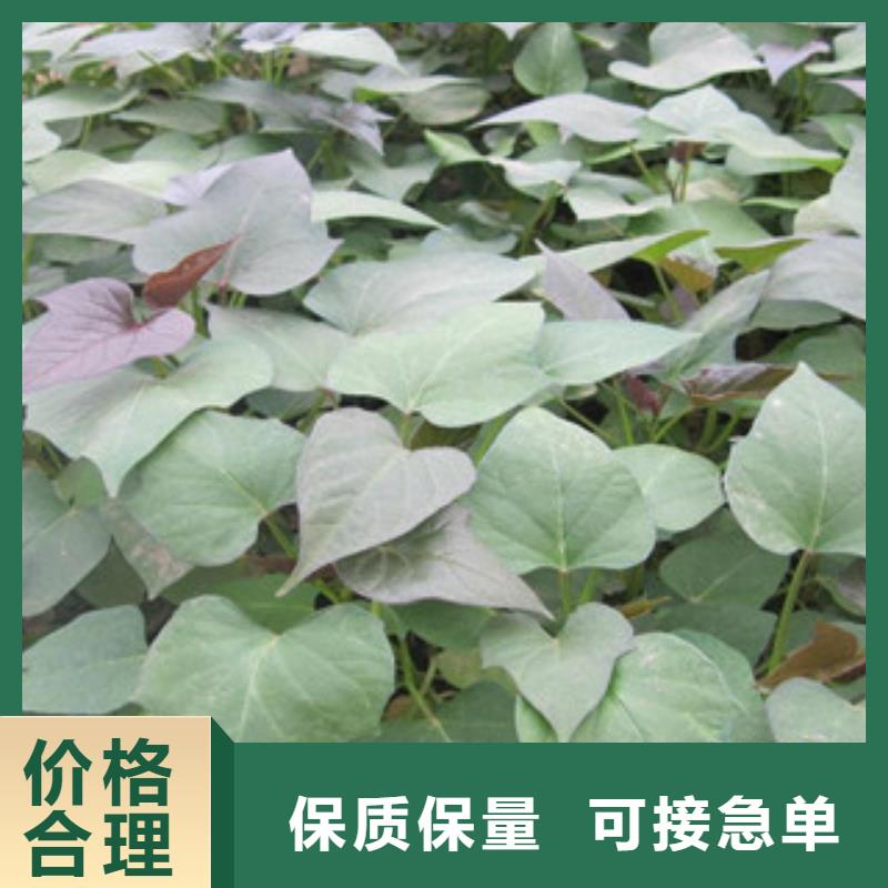 苗報價格