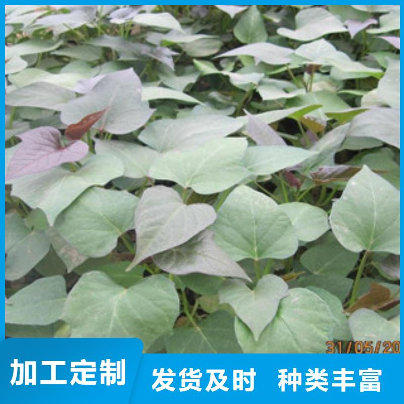 苗價(jià)低同行