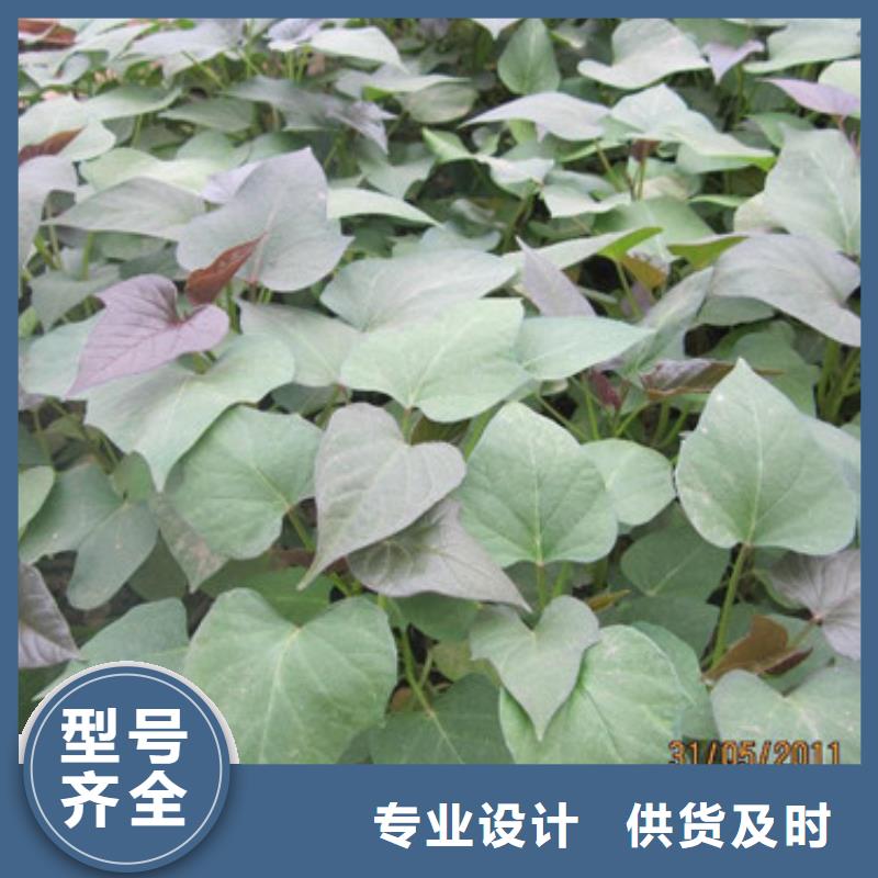 苗-苗價(jià)格低