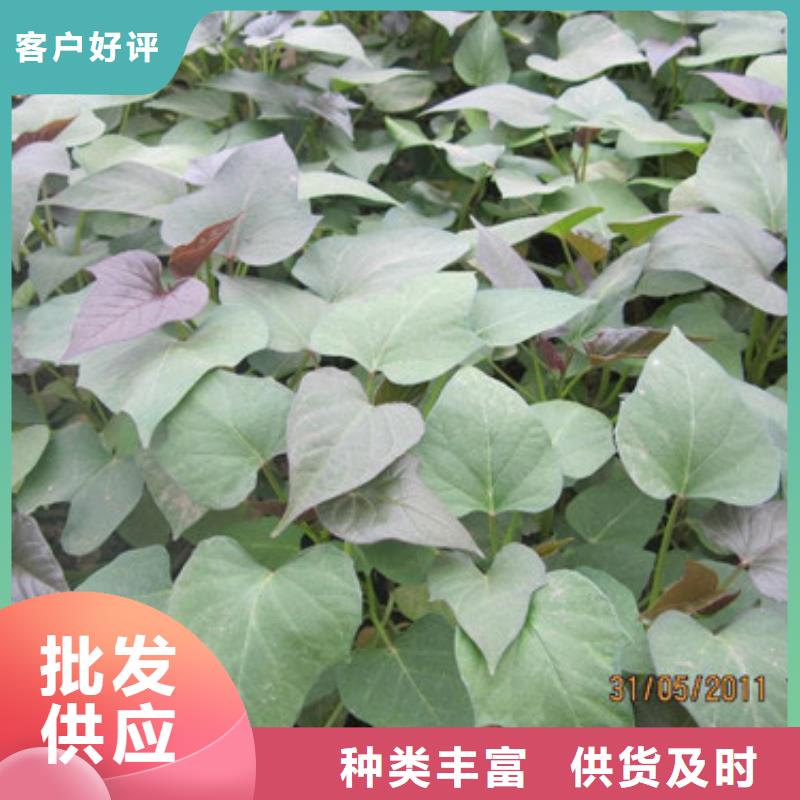 苗源頭工廠