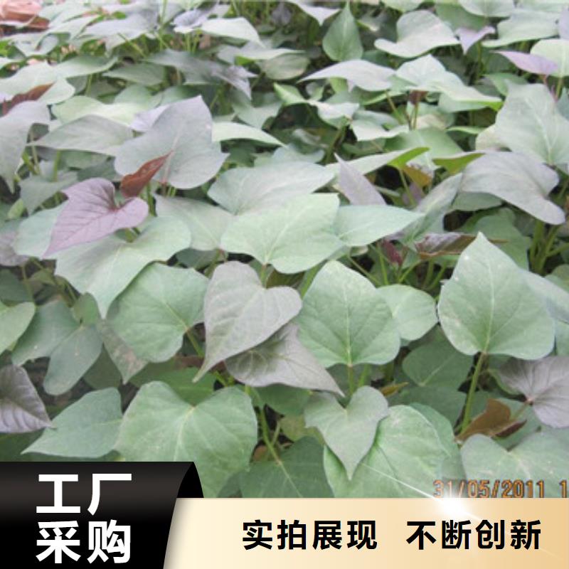 夏薯地瓜苗（西瓜紅）面食面點添加