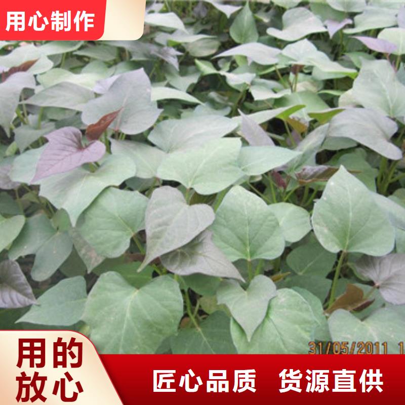 苗、苗廠家-質(zhì)量保證層層質(zhì)檢