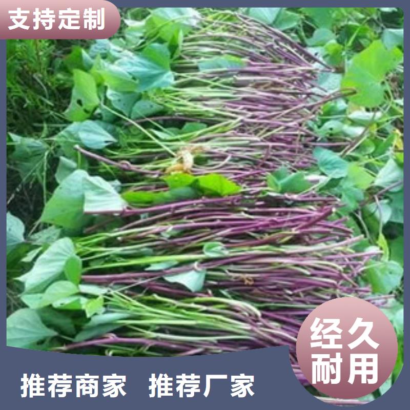 苗廣受好評(píng)