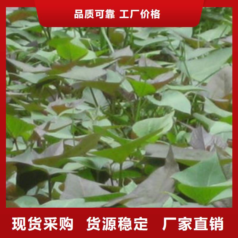 苗公司有現(xiàn)貨認(rèn)準(zhǔn)大品牌廠家