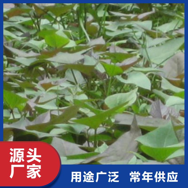苗當(dāng)天發(fā)貨同城經(jīng)銷商