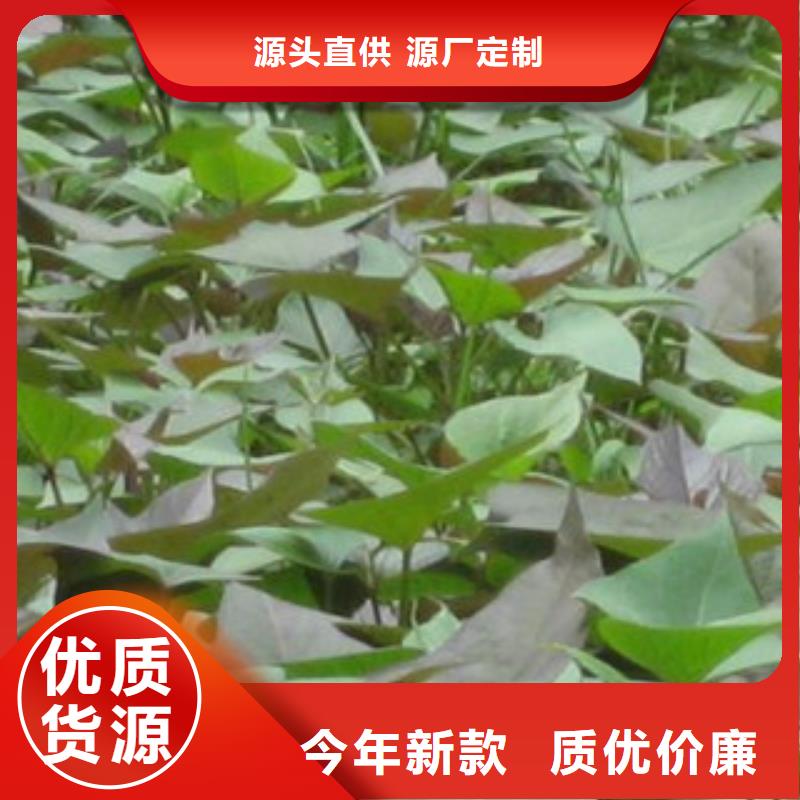 經(jīng)驗豐富的苗銷售廠家