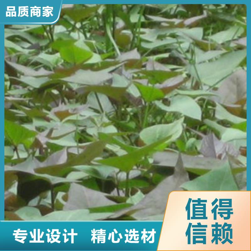 買苗必看-歡迎選購當?shù)厣a(chǎn)廠家