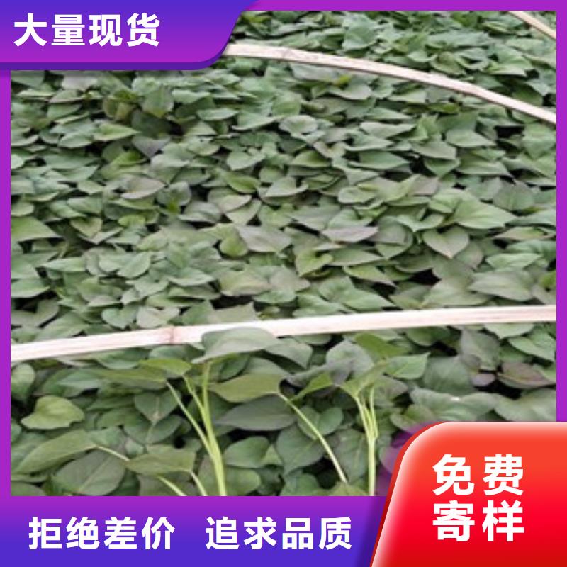苗、苗廠家-價(jià)格實(shí)惠