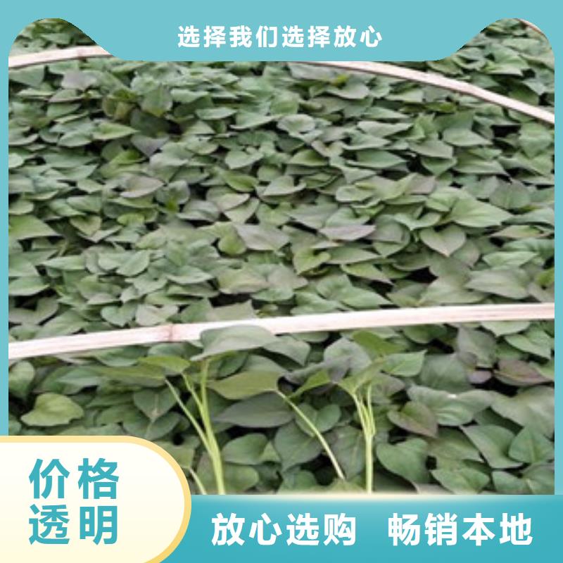 苗批發(fā)定制同城生產(chǎn)廠家