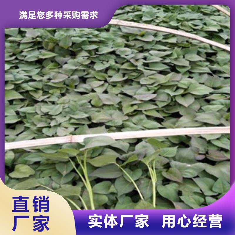 苗按需定制