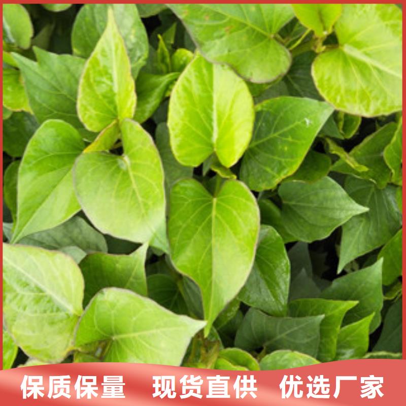 苗按需定制同城生產(chǎn)廠家