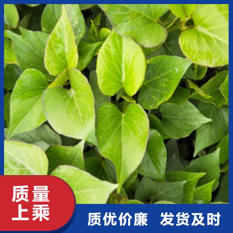 苗服務(wù)完善支持定制貼心售后
