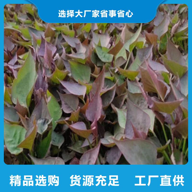 苗規(guī)格庫(kù)存充足_2025本地報(bào)價(jià)
