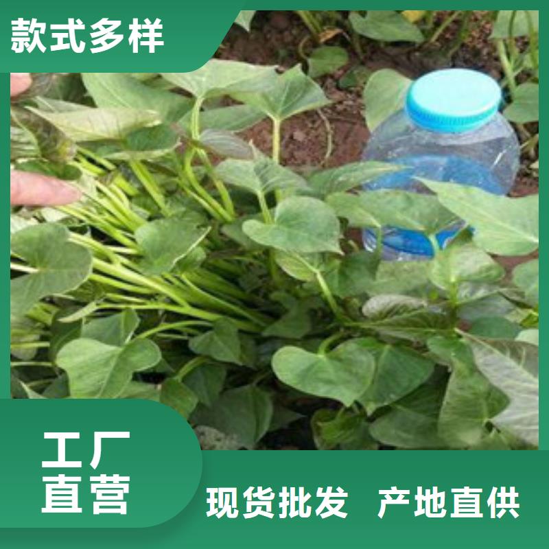 苗廠家，基地