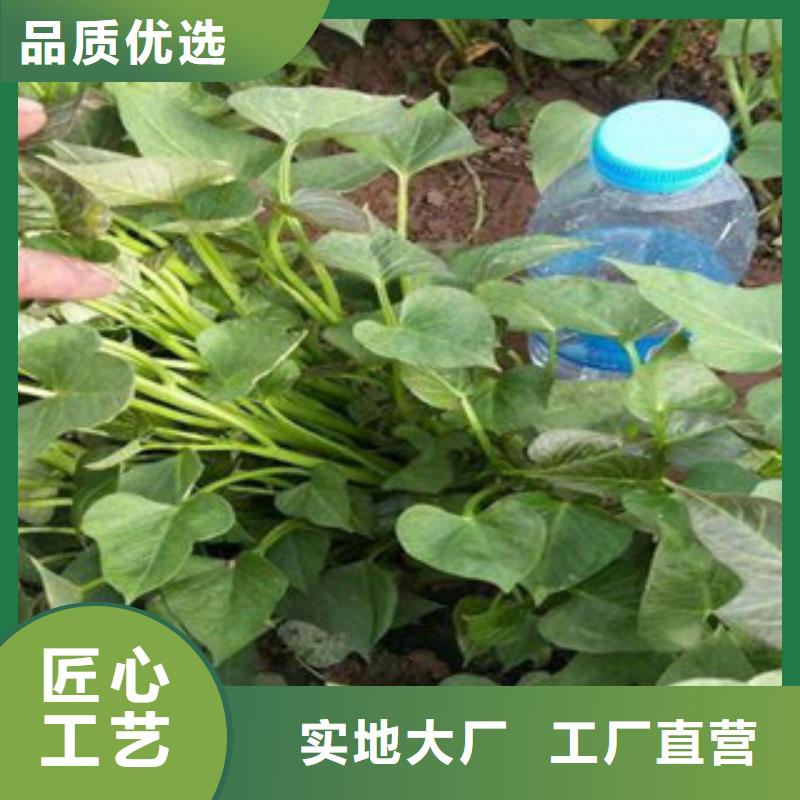 苗生產(chǎn)廠家_10年經(jīng)驗(yàn)廠家新品