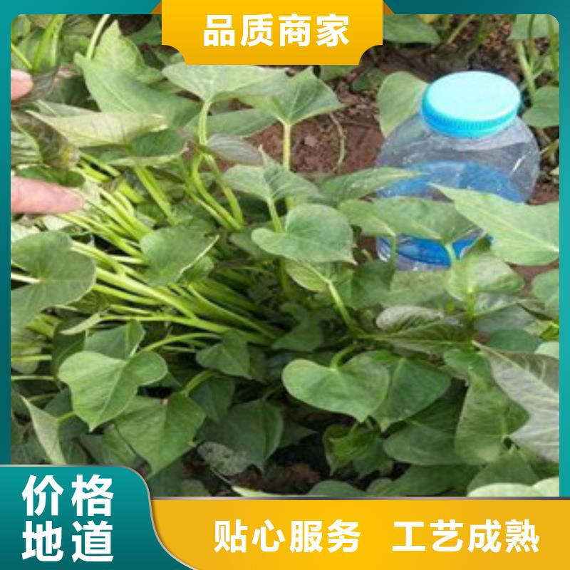 苗廠家-苗定制同城制造商