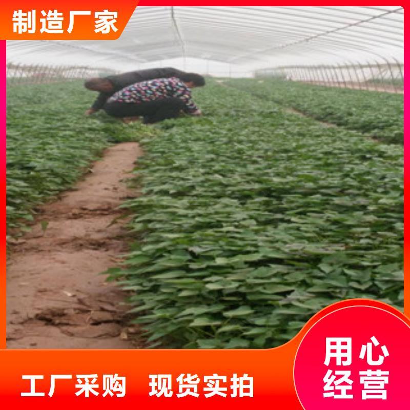苗廠家及時發(fā)貨本地經銷商