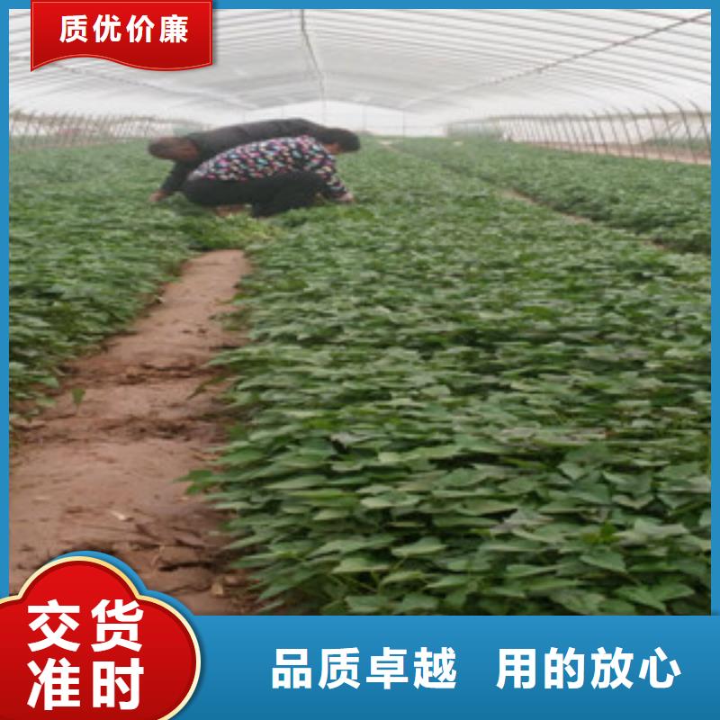 價(jià)格合理的苗批發(fā)商