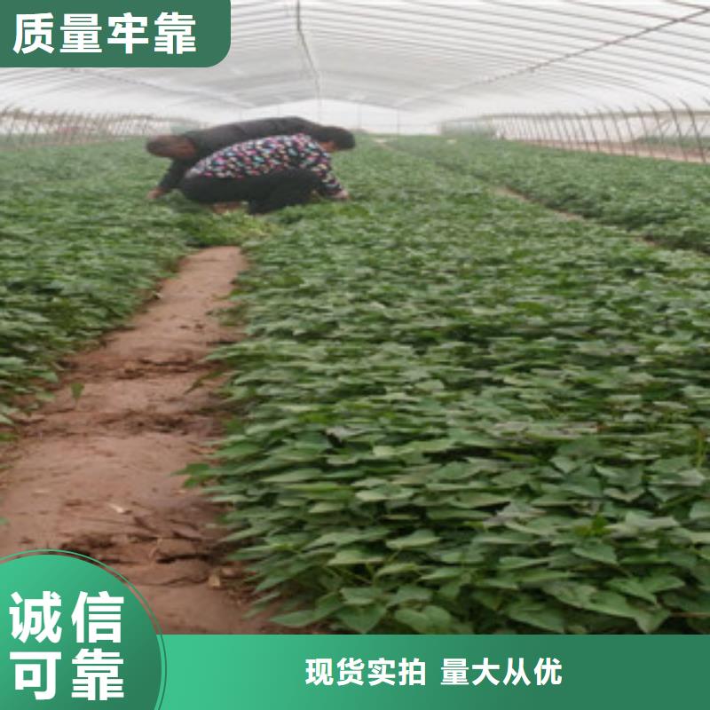 苗_讓您放心的選擇
