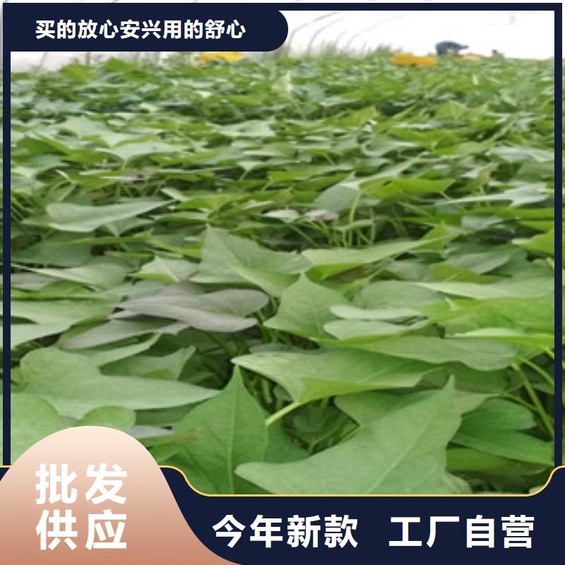 苗-點(diǎn)擊洽談