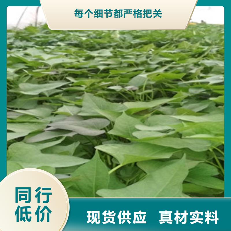 苗采購熱線