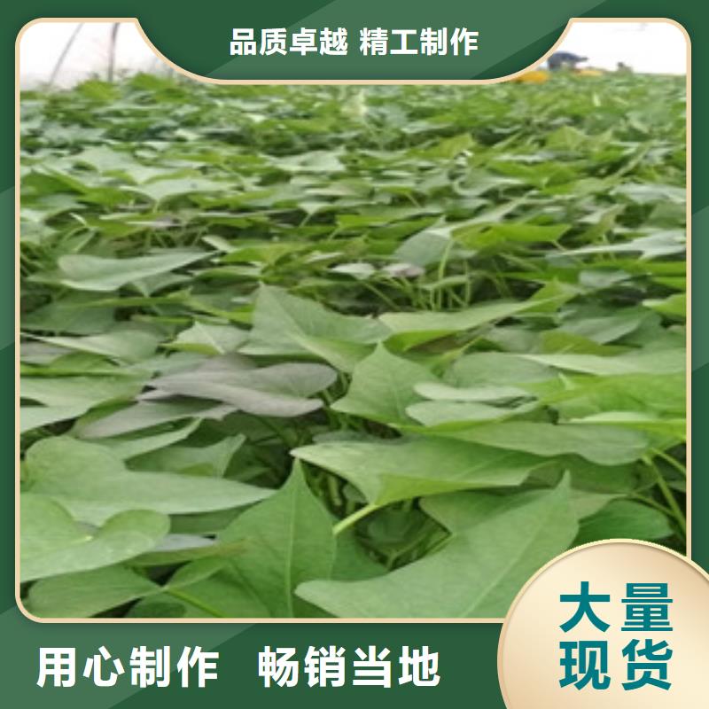苗優(yōu)質售后價格合理
