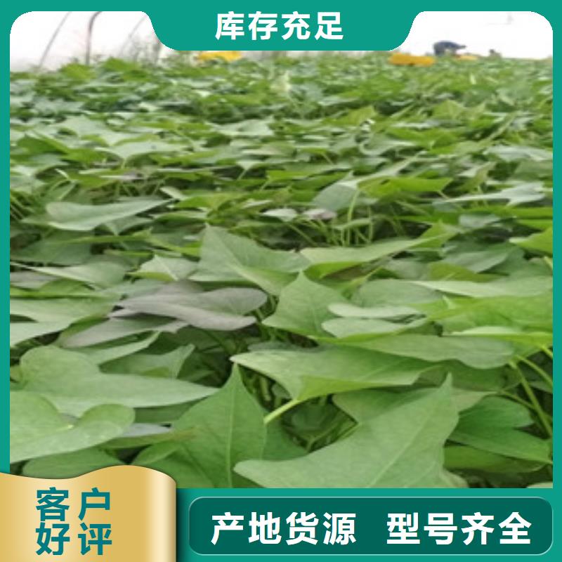 價格合理的苗廠家