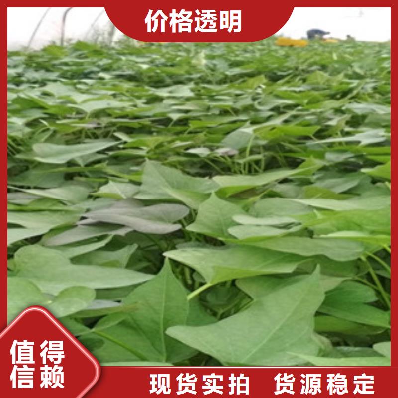 苗、苗生產(chǎn)廠家-找樂農(nóng)食品有限公司大品牌值得信賴