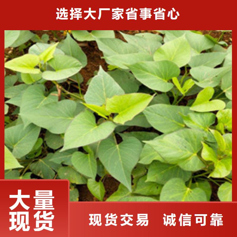 值得信賴的苗