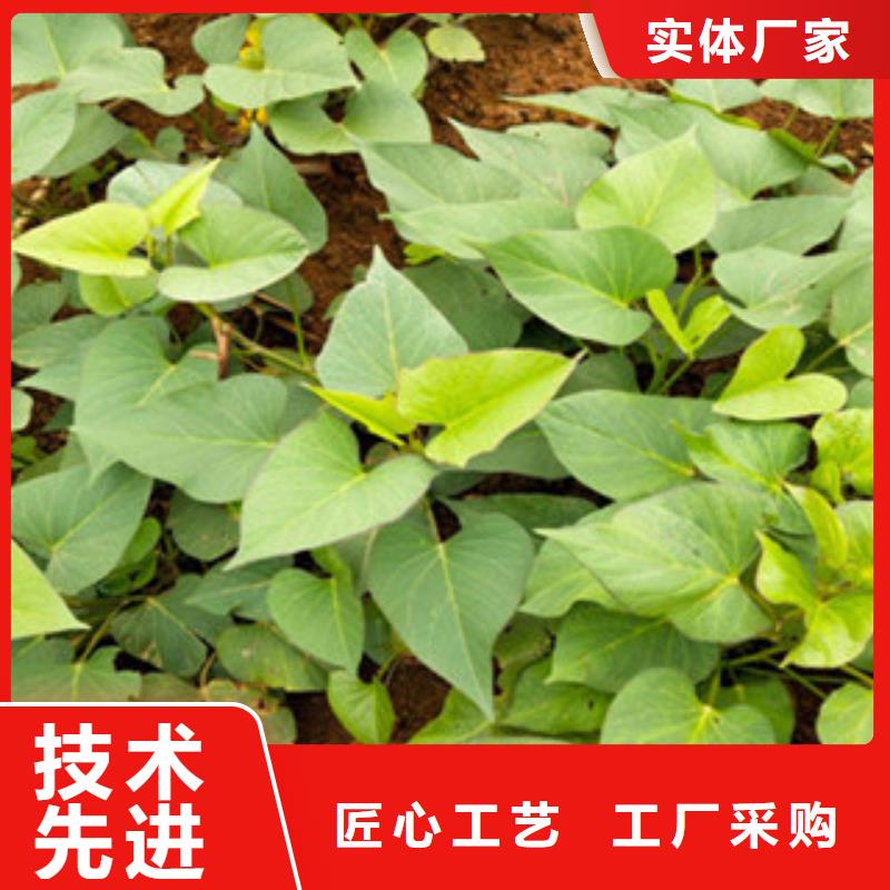 優(yōu)選：苗實(shí)力廠家