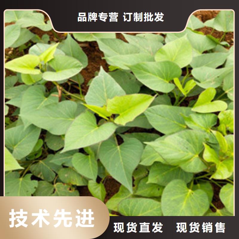 買苗認(rèn)準(zhǔn)樂農(nóng)食品有限公司實(shí)力才是硬道理