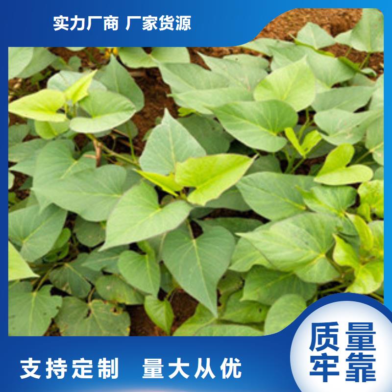 省心：苗生產(chǎn)廠家型號(hào)全價(jià)格低