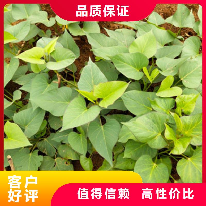 常年供應(yīng)苗-放心同城服務(wù)商