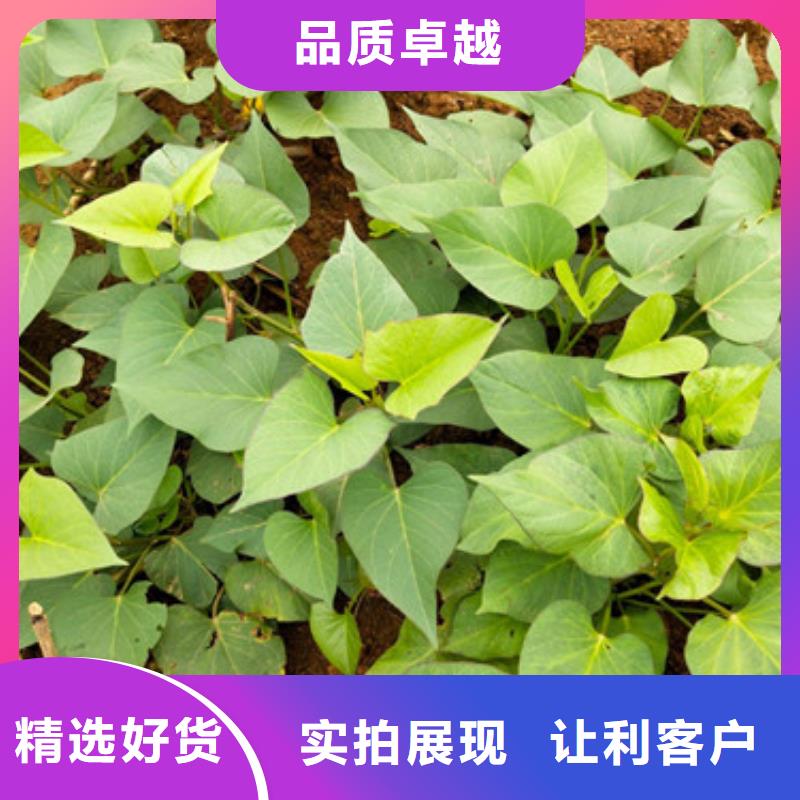 苗價格_苗