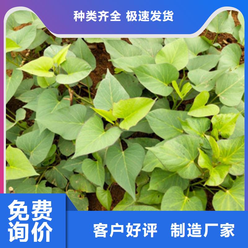 苗、苗廠家直銷-價格實惠