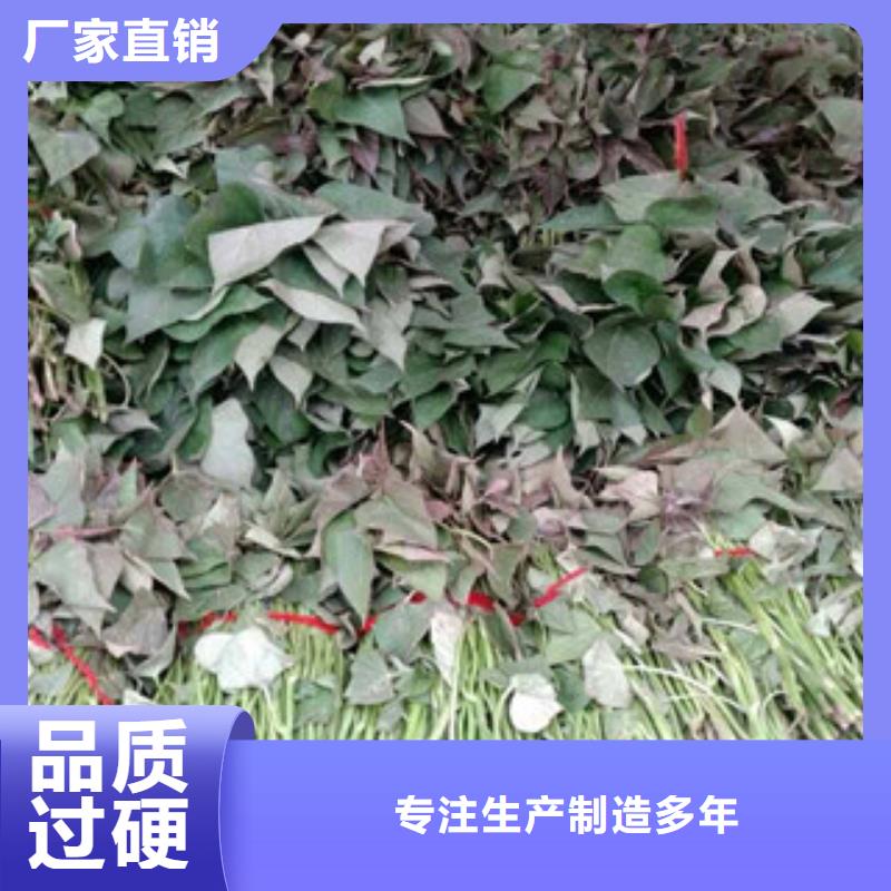 苗優(yōu)質(zhì)售后