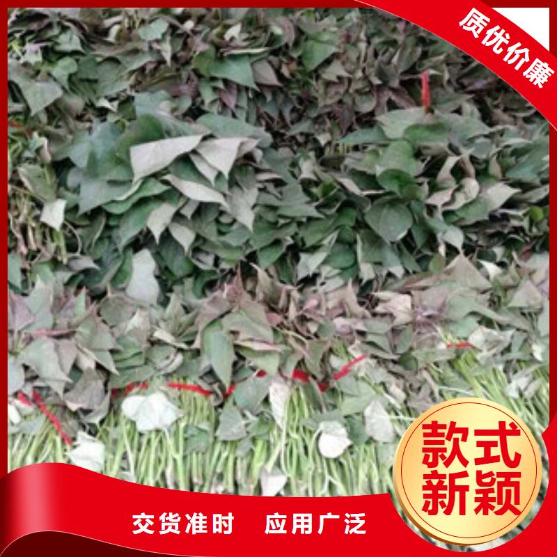 苗報價格