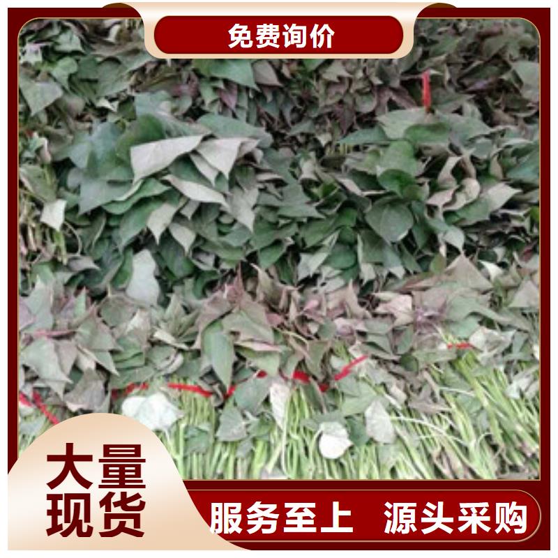 價(jià)格合理的苗批發(fā)商