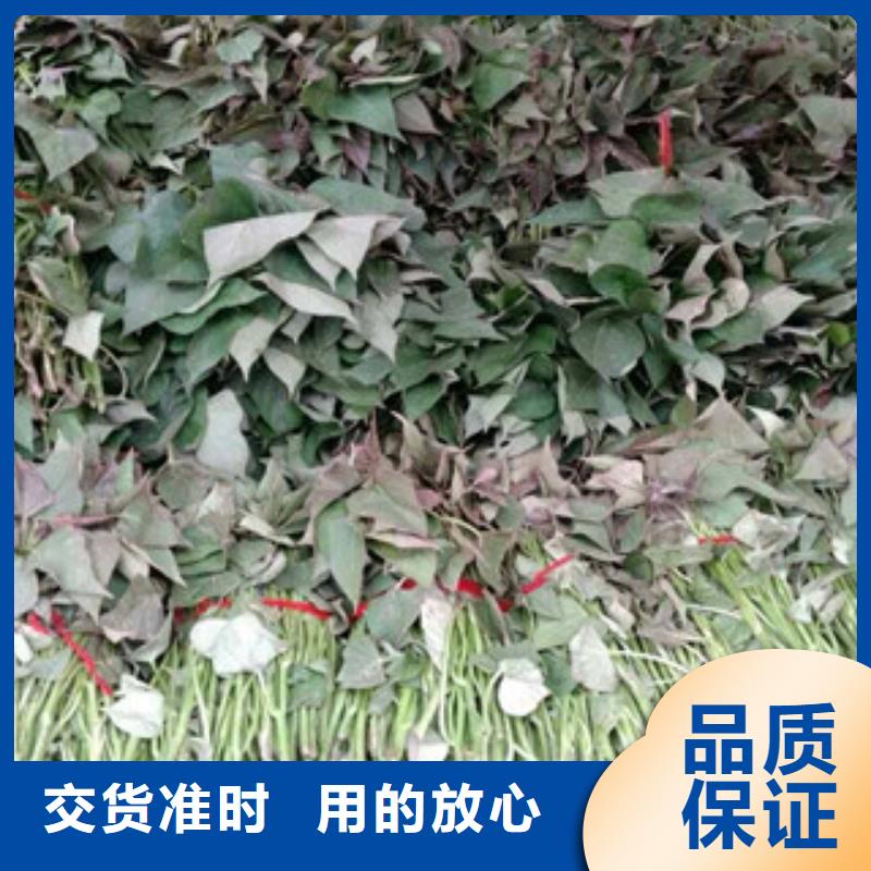 靠譜的苗在哪里