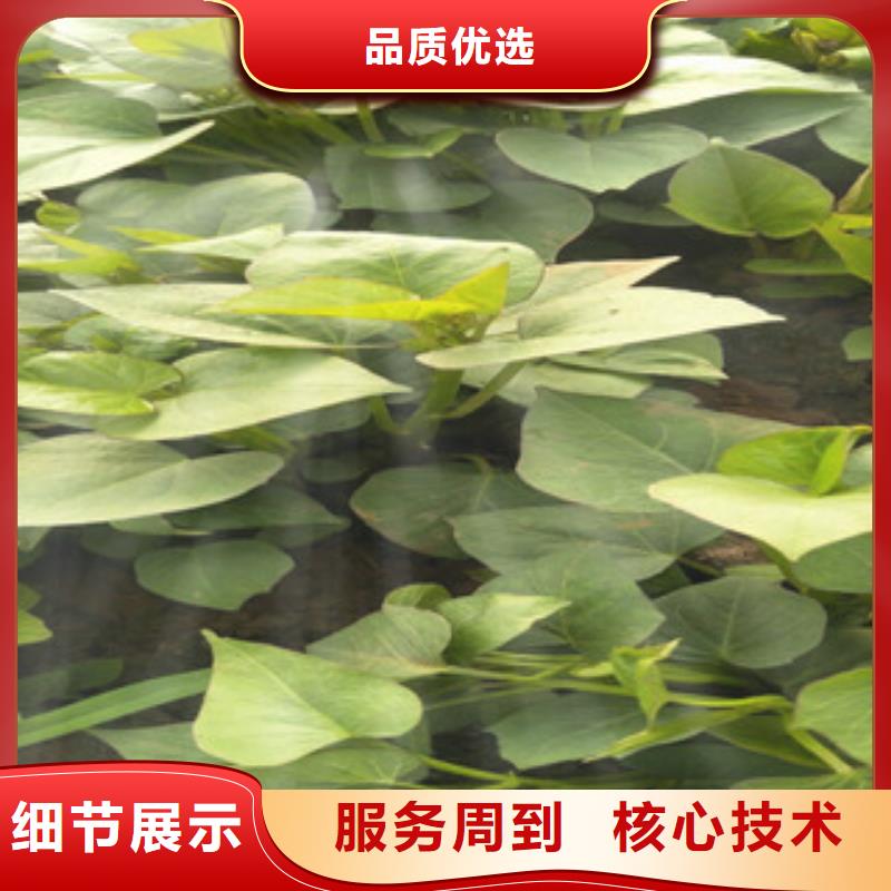 歡迎訪問##苗##廠家