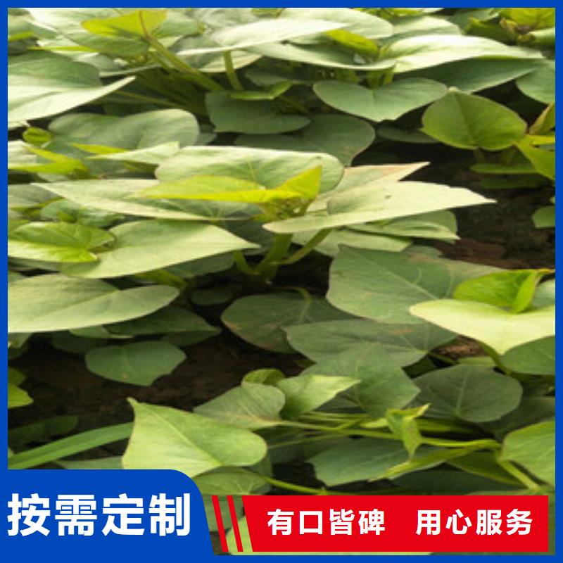 靠譜的苗供貨商