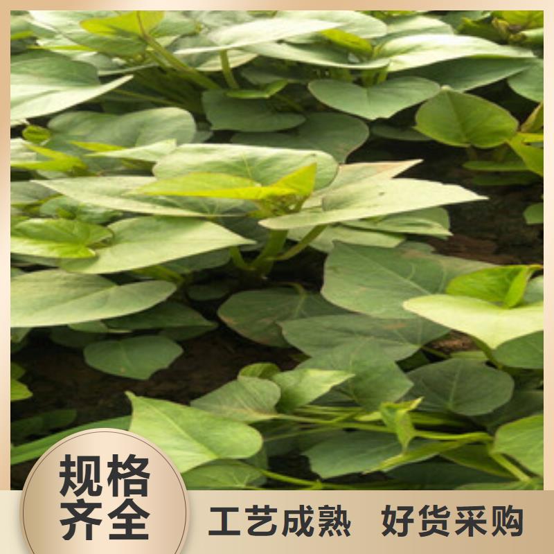 苗直供廠家電話廠家直銷省心省錢