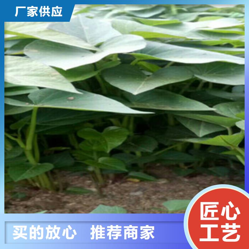 苗、苗廠家-價(jià)格實(shí)惠