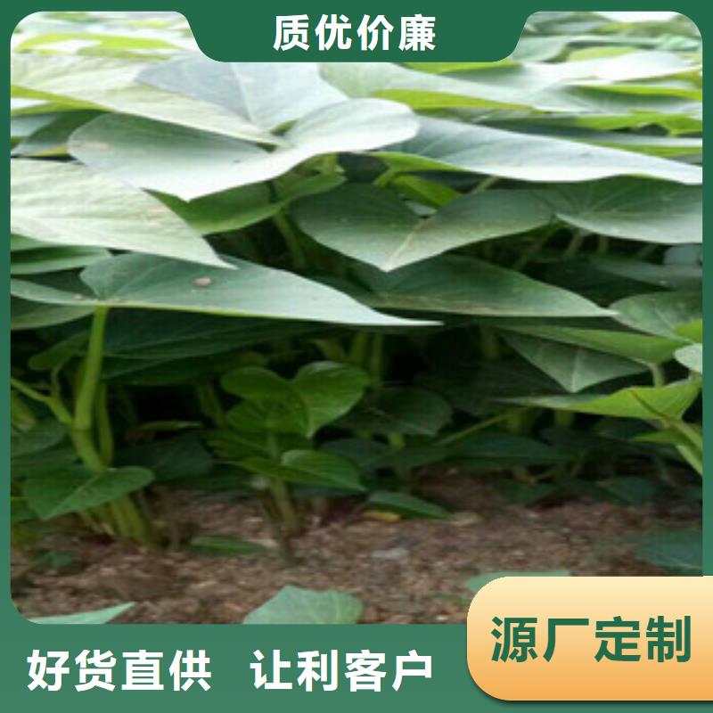 苗質(zhì)量認(rèn)證