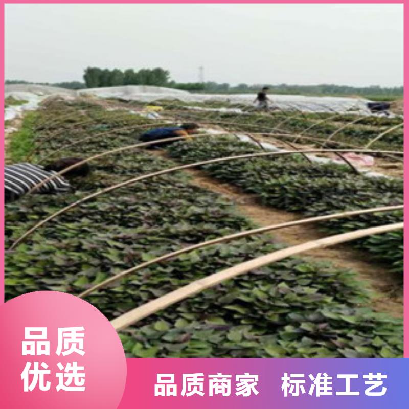 苗廠家價(jià)格透明自有廠家