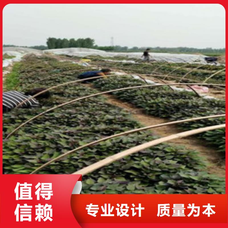 苗、苗廠家_規(guī)格齊全同城公司