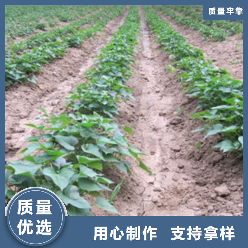 靠譜的苗供貨商當(dāng)日價(jià)格