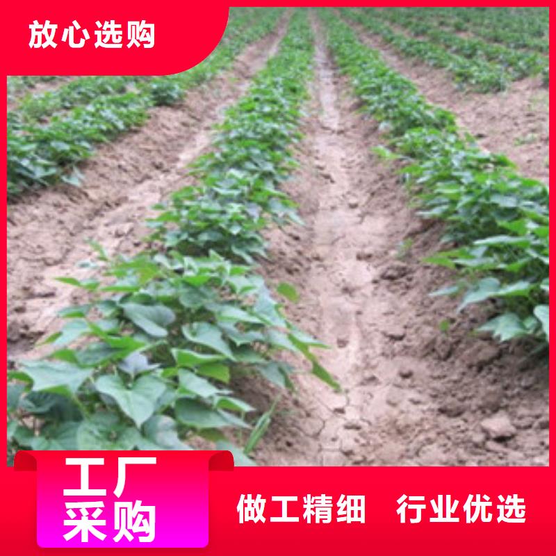 苗下單即發(fā)貨