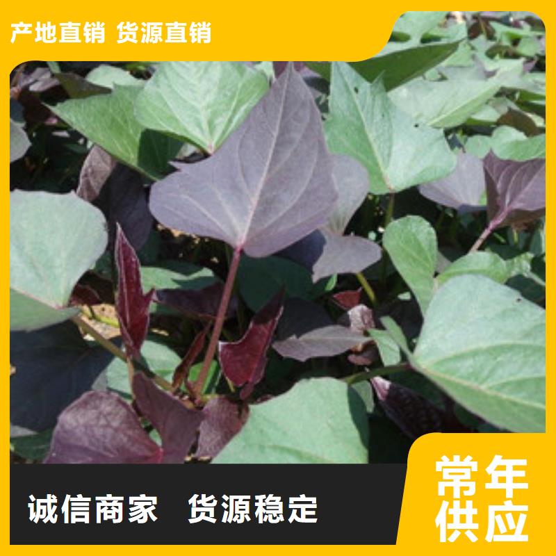 苗隨時報價