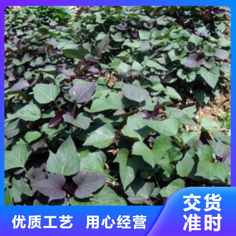 苗應(yīng)用范圍廣您想要的我們都有
